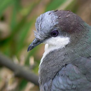 Luzon Bleeding-heart Dove - 17 September 2016