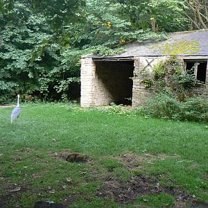 View of Part of the White-naped Crane Enclosure - 17 September 2016