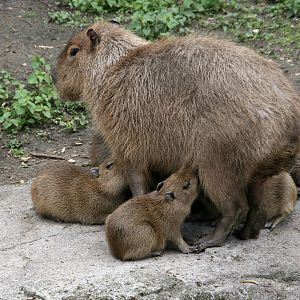 Capybara