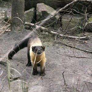 Yellow-throated marten