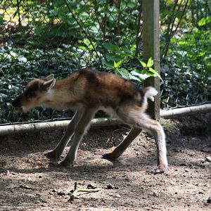 Reindeer calf