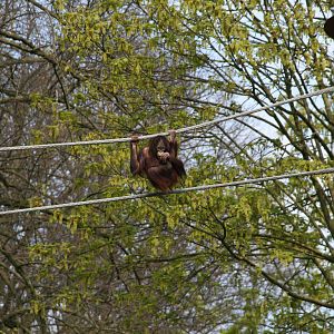a young Bornean orangutan