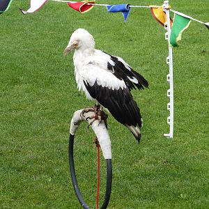 Lincoln Castle - palm-nut vulture