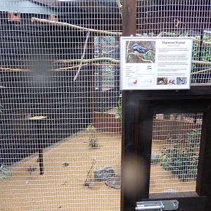 Diamond-firetail aviary