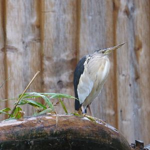 Little bittern