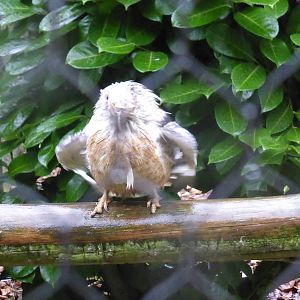 Blue-winged kookaburra