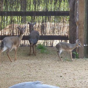 Kirk's dik-dik family - Little Africa .