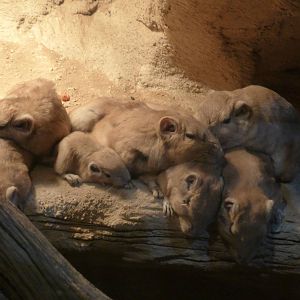 Gundi with baby - Little Africa