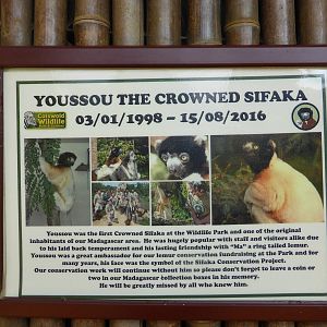 RIP  Youssou the crowned sfaka