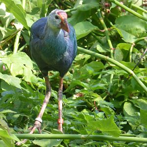 Purple gallinule - Madagascar exhibit