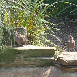Young giant wood rail in walk-through aviary .