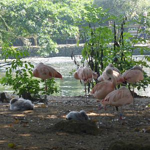 Chilean flamingos