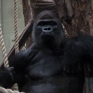 Silverback, Kumbuka, September 2016
