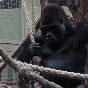 Silverback, Kumbuka, September 2016