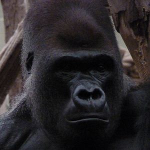 Silverback, Kumbuka, September 2016