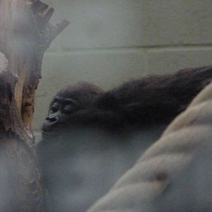 Gorilla infant, Gernot, September 2016