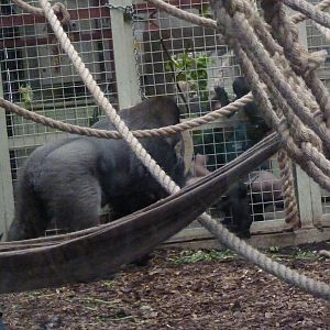 Silverback, Kumbuka, and son, September 2016