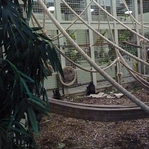 Silverback, Kumbuka, and infants, September 2016