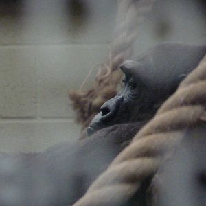 Female gorilla, Mjukuu, September 2016