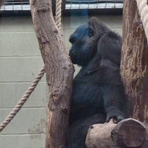 Female gorilla, Effie, September 2016