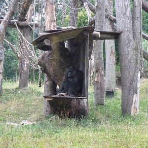 Female gorilla, Zaire, September 2016