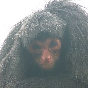 Red-faced Spider monkey, September 2016