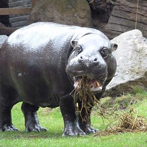 Pygmy Hippo, September 2016