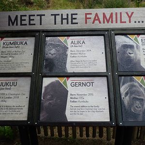 Gorilla sign, September 2016