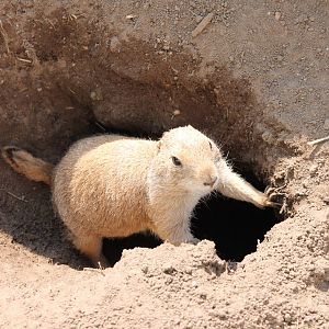 Black-tailed prairie dog