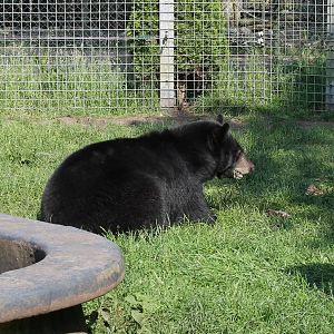 American black bear