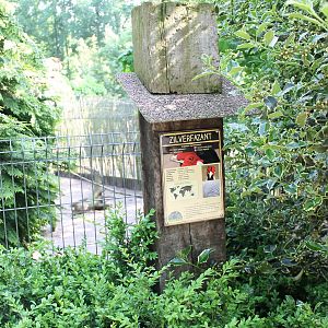 Sign Silver pheasant