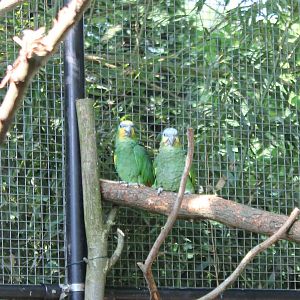 Orange-winged amazones