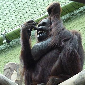 Female Bornean Orangutan, September 2016