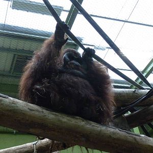 Male Bornean Orangutan, September 2016