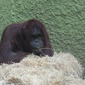 Female Bornean Orangutan, September 2016