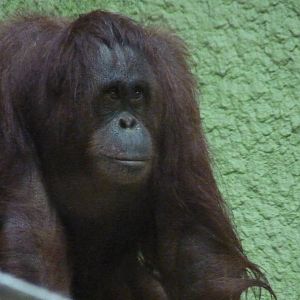 Female Bornean Orangutan, September 2016
