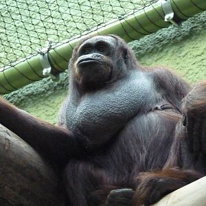 Female Bornean Orangutan, September 2016
