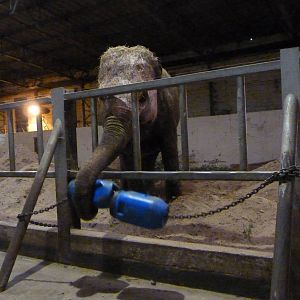 Kate, Asian Elephant, September 2016