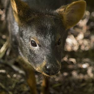 Southern Pudu