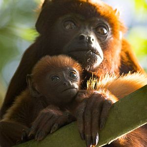 Venezuelan red howler with baby