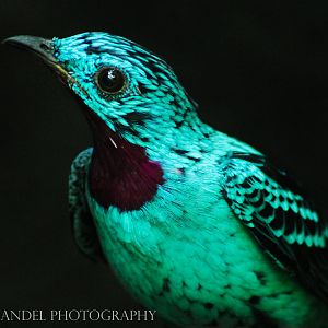 Sep. 2016 - World of the Insect - Spangled Cotinga