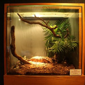 Sep. 2016 - Manatee Springs - Grey Rat Snake Exhibit