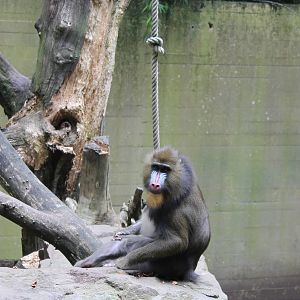 Mandrill