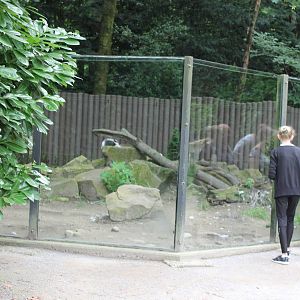 Enclosure Polar fox