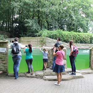 Enclosure African penguin