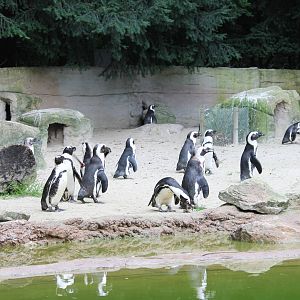 African penguins
