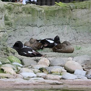 Eider ducks