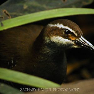 Sep. 2016 - Wings of the World - The Rarely Seen Guam Rail