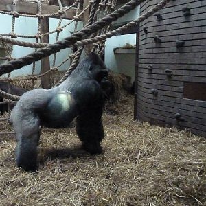 Silverback Gorilla, Bukavu, September 2016