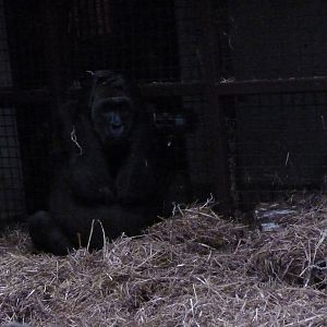Female Gorilla, September 2016